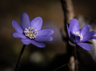 Makroaufnahme von einer Frühlingsblume - Leberblume im Wald
