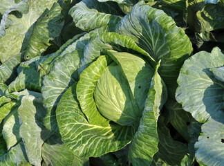 Cabbage grows in the garden.