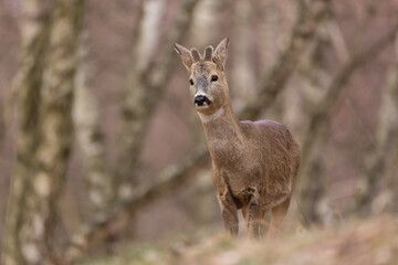 Roe deer (Capreolus, capreolus) stands on a mountain meadow. In the background is a pine forest. Wildlife scenery