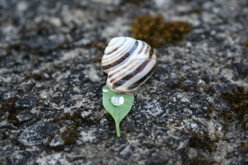 Beautiful snail on leaf in the nature