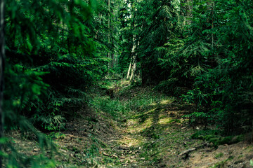 green forest in the morning