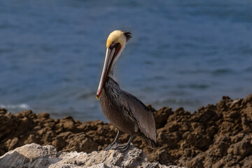California Brown Pelican (Pelecanus occidentalis), standing on rock near Malibu, California. Looking at camera. Pacific ocean in background. 
