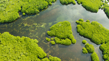 Mangrove trees in the water on a tropical island. An ecosystem in the Philippines, a mangrove forest.