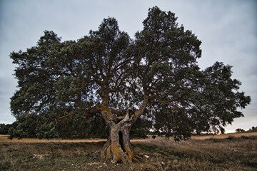 Fototapeta premium encina grandiosa