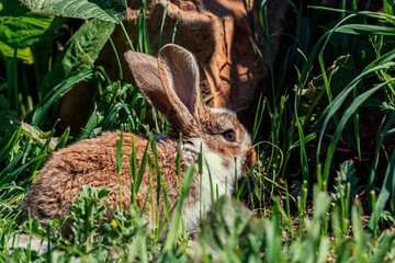 Cute little bunny in the grass in the garden.