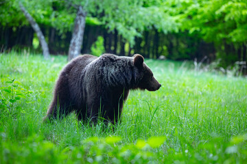 Dangerous young brown bear , ursus arctos , walks on mountain meadow. Wildlife scenery