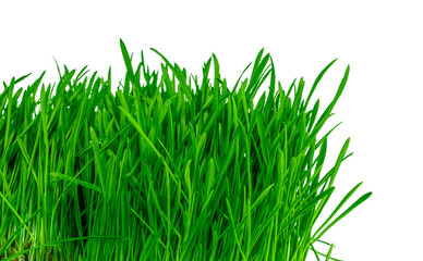 Green grass, isolated on white background. Sprouted oats.