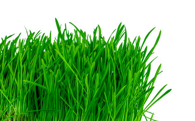 Fototapeta premium Green grass, isolated on white background. Sprouted oats.
