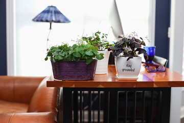 A calm remote working interior with a shamrock plants, painted calathea, a contemporary sit stand desk that was converted from a bar table, computer monitor and a brown leather couch.
