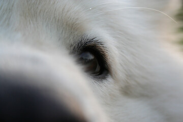 Detail of a samoyed dog's eye