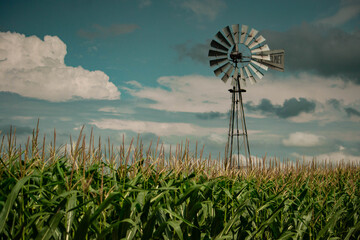 Molino en un campo de maiz