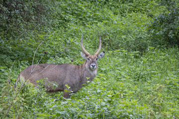 a male water antelope, looks cautiously while eating green grass among the bushes near Lake Nakuru