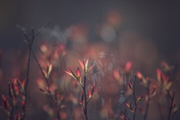 Bush with red leaves on dark blur background