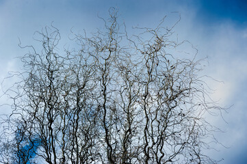 curly bare tree with curved branches against the blue spring sky. Corylus Avellana Contorta