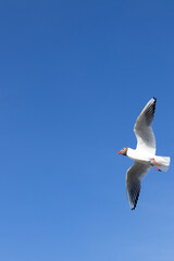 Seagull flying