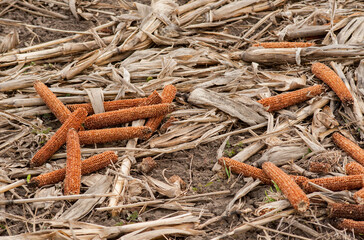 Field with empty corn cobs, stalks and leaves left after harvest.