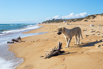 The dog walks along the sandy seashore, where the debris is taken out by the wave. Harm to the ecosystem of the earth.