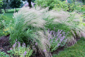 Beautiful and wispy Karl Foerster Feather Reed Grasses bent almost in half by the windy Chicago weather providing a beautiful landscape in the fall. 