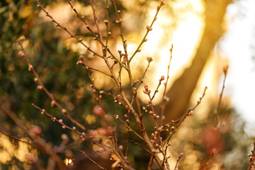 Branches of cherry tree in blossom
