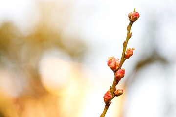 Branches of cherry tree in blossom