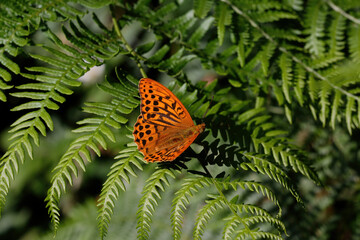 A Silver-washed Fritillary resting on Bracken.
