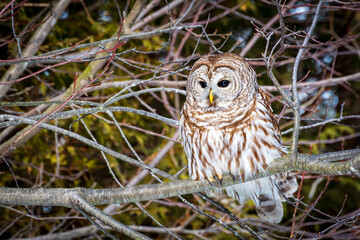 A Barred Owl perching in a tree