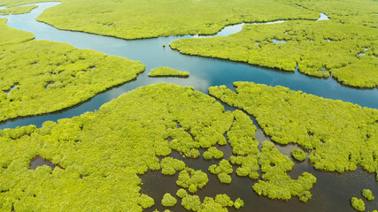 Mangrove green forests with rivers and channels on the tropical island, aerial drone. Mangrove landscape.