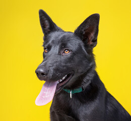 cute shelter dog portrait on an isolated background