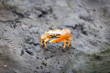 A crab looks out from the seashore on the beach of Chocaya south of Lima