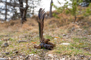 Feather stuck on poop. When the poop is dry you can pull the feather and throw the shit easily.