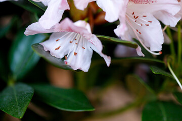 Rhododendron blooming flowers in the spring garden. Beautiful pink Rhododendron close up