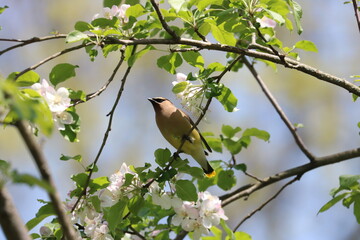 Cedar Waxwing and Flowers