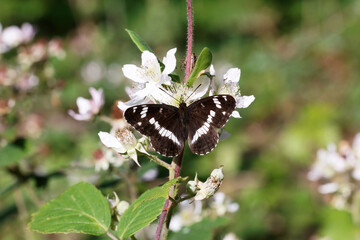 A White Admiral Butterfly nectaring on Bramble flower.