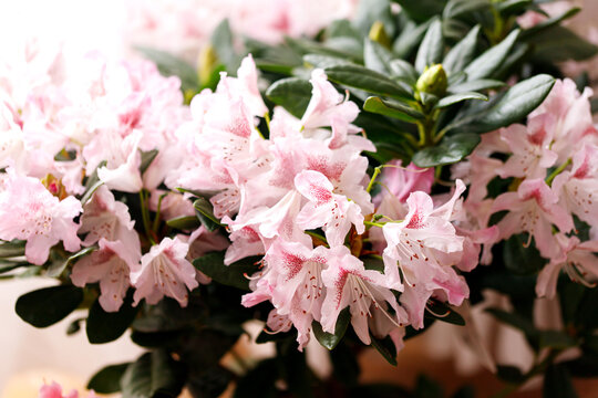 Rhododendron blooming flowers in the spring garden. Beautiful pink Rhododendron close up