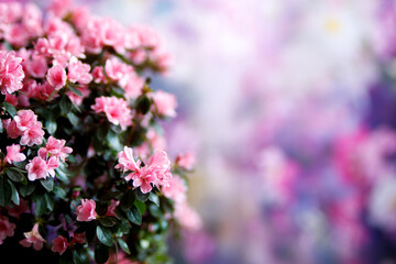 Obraz premium Beautiful Japanese pink Azalea flowers cut into a dense shrubbery. Full in bloom in may, springtime. Background full of flowers.