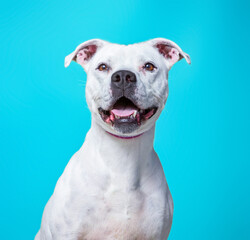 cute shelter dog portrait on an isolated background