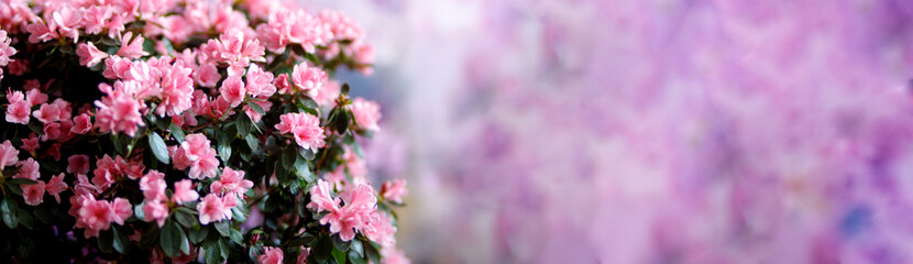 Beautiful Japanese pink Azalea flowers cut into a dense shrubbery. Full in bloom in may, springtime. Background full of flowers.