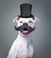 cute shelter dog portrait on an isolated background