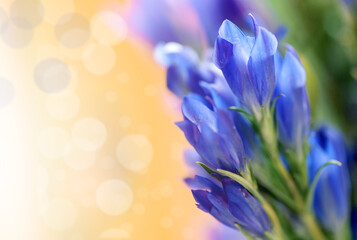 Gentiana pneumontant flower, sea bell background close-up applied filter