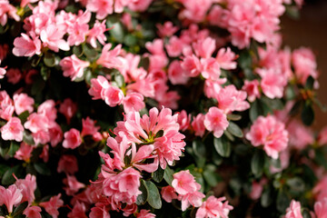 Fototapeta na wymiar Beautiful Japanese pink Azalea flowers cut into a dense shrubbery. Full in bloom in may, springtime. Background full of flowers.