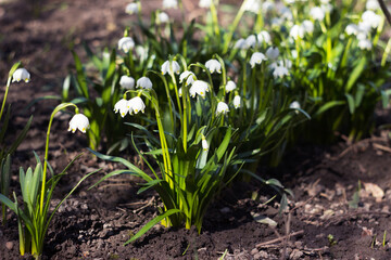 Leucojum vernum - early spring snowflake flowers in the forest. Blurred background, spring concept.