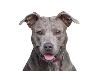 cute shelter dog portrait on a white isolated background