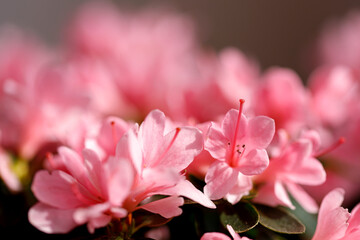 Beautiful Japanese pink Azalea flowers cut into a dense shrubbery. Full in bloom in may, springtime. Background full of flowers.