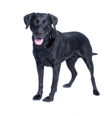 cute shelter dog portrait on a white isolated background