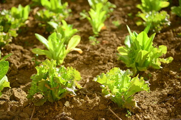 Cultivation of salad in the vegetable garden