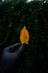 Oto&ntilde;o coronavirus