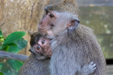 Pair of Macaque monkeys in Ubud, Bali, Indonesia. Younger one hugging its mother, looking into the distance. 
