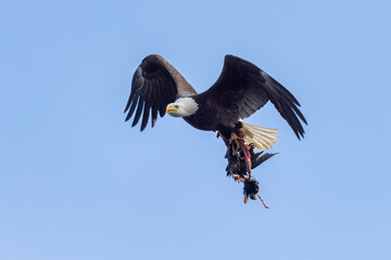 bald eagle with prey