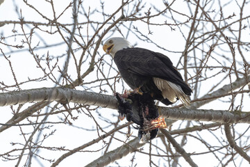 bald eagle with prey