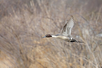 Northern pintail duck